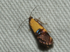 Eupselia satrapella