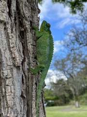 Chamaeleonidae