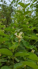 Mandevilla grata