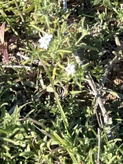 Cryptantha intermedia