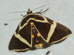 Fodina ostorius