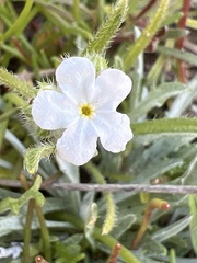 Cryptantha intermedia