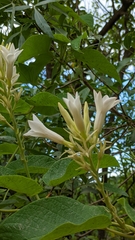 Mandevilla grata