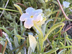Cryptantha intermedia