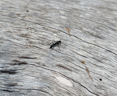 Leptogenys falcigera