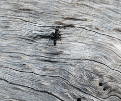 Leptogenys falcigera