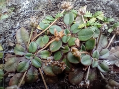 Plantago raoulii