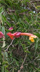 Dolichandra cynanchoides