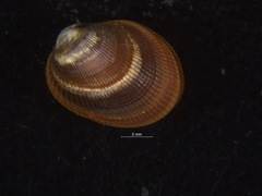 Arvella faba