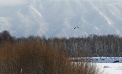 Haliaeetus pelagicus