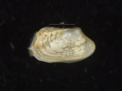 Hiatella arctica