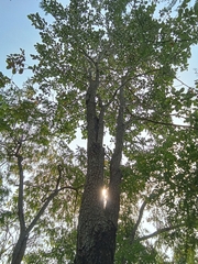 Pterocarpus santalinus