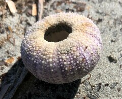 Heliocidaris