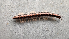 Helicorthomorpha holstii