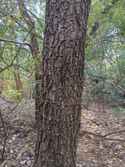 Pterocarpus santalinus