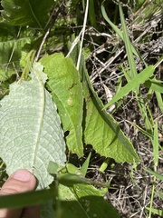 Berkheya latifolia