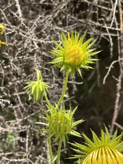 Berkheya latifolia