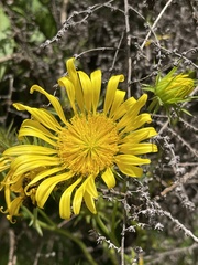 Berkheya latifolia