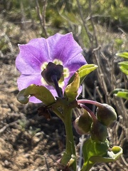 Solanum parishii