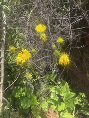 Berkheya latifolia