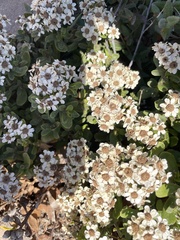 Ixodia achillaeoides