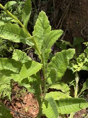 Berkheya latifolia
