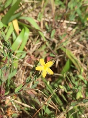 Hypericum gramineum