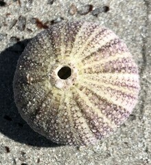 Heliocidaris
