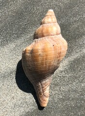 Australaria australasia