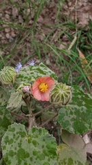 Callianthe pauciflora