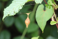 Cyrtarachne inaequalis