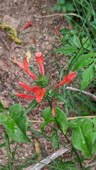 Dicliptera squarrosa