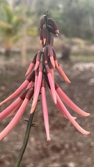 Erythrina americana