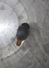 Homoeogamia mexicana