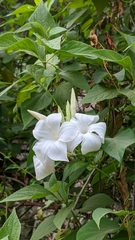 Mandevilla laxa