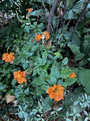 Crossandra infundibuliformis