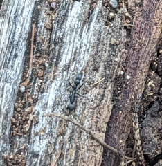 Leptogenys falcigera