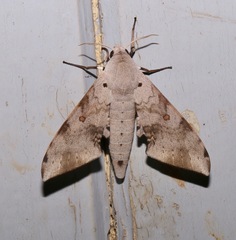 Neopolyptychus compar