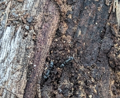 Leptogenys falcigera