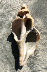 Australaria australasia