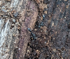 Leptogenys falcigera