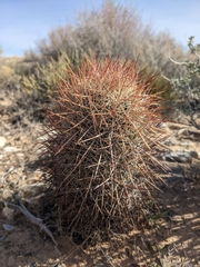 Echinomastus johnsonii