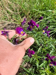 Viola × williamsii
