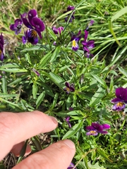 Viola × williamsii