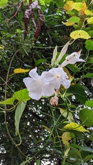 Mandevilla laxa