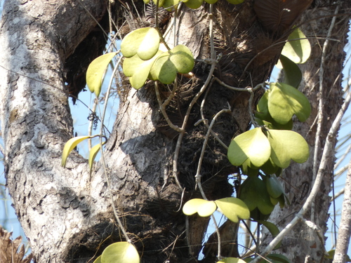 Hoya kerrii