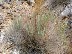 Linum monogynum monogynum