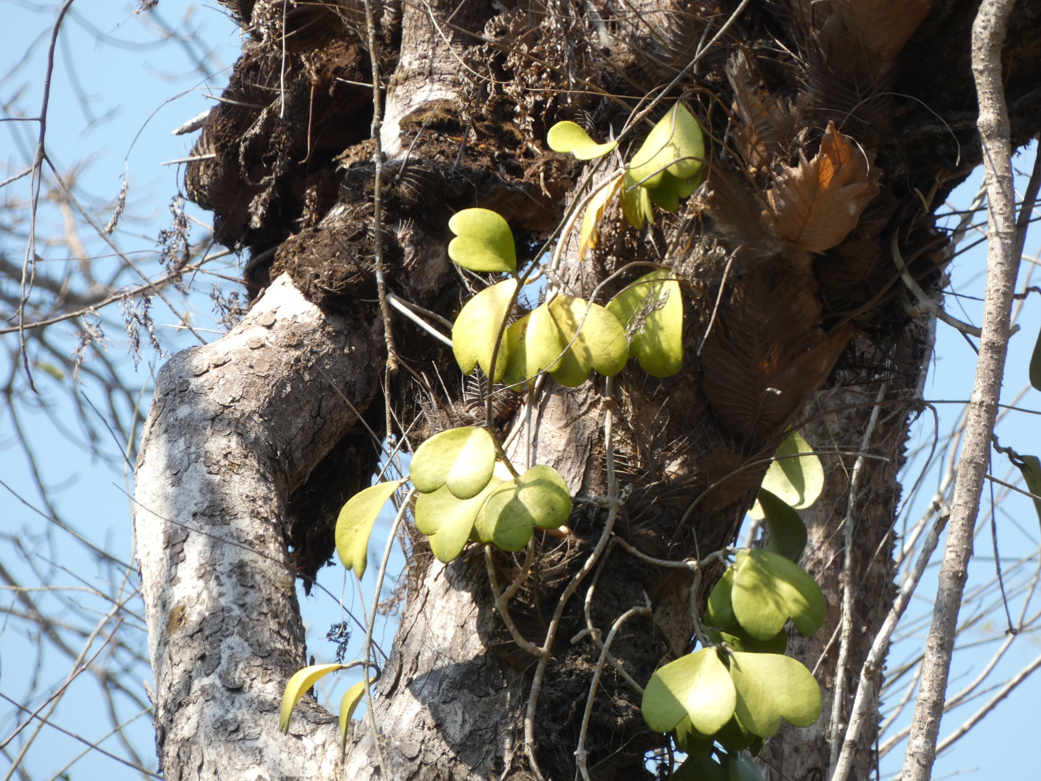 Imagem de Planta-coração