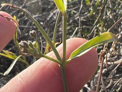Funastrum heterophyllum