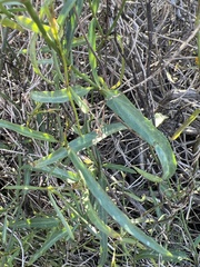 Funastrum heterophyllum